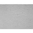 Rat Brain Microvascular Endothelial Cells (RBMEC) –  Relief Contrast, 200x