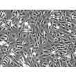 Rat Cardiac Myocytes (RCM) - Phase contrast, 200x.
