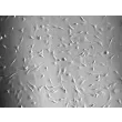 Rat Cardiac Myocytes (RCM) - Relief contrast, 200x.
