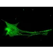 Rat Cardiac Myocytes (RCM) – Immunostaining for Sarcomeric alpha-Actinin (Boster, Cat #MA1104)
