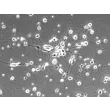 Rat Cerebellar Granule Cells (RGC) - Phase contrast, 200x.
