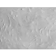 Rat Hepatic Stellate Cells (RHSteC) - Relief Contrast, 200x

