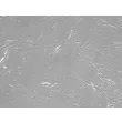 Rat Lymphatic Fibroblasts Relief Contrast