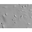Rat Macrophage (RMa-bm) - Relief contrast, 400x.
