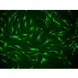 Rat Macrophage (RMa-bm) - Immunostaining for CD11b, 200x.
