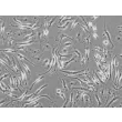 Rat Macrophage (RMa-bm) - Phase contrast, 200x.
