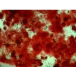 R7500 Osteogenic Differentiation b