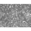 Rat Microglia (RM) - Phase contrast, 100x.
