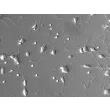 Rat neurons - cortical (R1520) - Relief contrast, 200x
