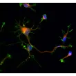 Rat neurons - cortical (R1520) - Immunostaining for Beta Tubulin III (red) and F-actin (green), 600x