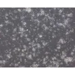 Rat Neurons-midbrain (RN-mb) - Phase Contrast, 100x