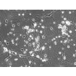 Rat Neurons-raphe (RN-r) - Phase contrast, 200x.
