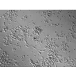 Rat Neurons-raphe (RN-r) - Relief contrast, 200x.
