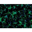 Rat Neurons-raphe (RN-r) - Immunostaining for MAP2, 100x.
