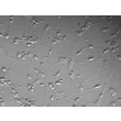 Rat Neurons-striatal (RN-s) - Relief contrast, 200x.
