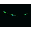 Rat Oligodendrocyte Precursor Cells (ROPC) – Immunostaining for O1, 400x.
