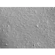 Rat Pituitary Cells (RPC) - Relief contrast, 100x.
