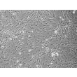 Rat Pituitary Cells (RPC) - Phase contrast, 100x.
