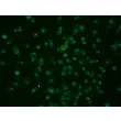 Rat Pulmonary Alveolar Macrophages (RPAMa) - Immunostaining for F4/80, 200x
