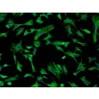 Rat Pulmonary Fibroblasts (RPF) - Immunostaining for Vimentin, 200x.
