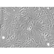 Rat Pulmonary Fibroblasts (RPF) - Phase contrast, 200x.
