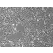 Rat Retinal Astrocytes (RA-r) – Phase Contrast, 100x.
