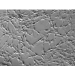 Rat Schwann Cells (RSC) - Relief contrast, 200x.
