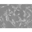 Rat Schwann Cells (RSC) - Phase contrast, 200x.
