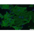 Rat Testicular Peritubular Cells (RTPC)- ⍺-SMA, 200x