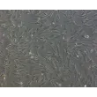 Rat Testicular Peritubular Cells (RTPC) - Phase Contrast, 100x