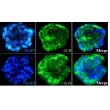 Day 7; Immunostaining of the hepatocyte-stellate cell co-culture spheroids with the hepatocyte markers such as albumin (ALB) and cytokeratin18 (CK18)
