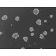 Ready-to-use 3D human BBB spheroids at 72 hours after thawing
