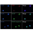 Immunostaining of human BBB spheroids with the endothelial cell marker VWF, the astrocyte marker GFAP, and the pericyte marker PDGF receptor β.
