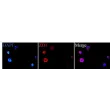 Immunostaining of human BBB spheroids with the tight junction marker ZO1.
