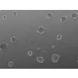Ready-to-use 3D chondrocyte spheroids at 48 hours after thawing