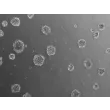 Ready-to-use 3D chondrocyte spheroids at 24 hours after thawing