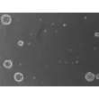 Human cortical spheroids at 48 hours post thawing