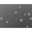 Human cortical spheroids at 72 hours post thawing