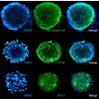 Human Cortical Spheroids at Day 7