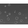 Ready-to-use 3D HSC spheroids at day 7 post thawing