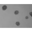 Morphology of 3D Mini-Kidney Spheroids at Day 7 Post Thawing