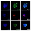 Human mini liver spheroids express hepatocyte marker cytokeratin 18 (CK-18), stellate cell marker vimentin and sinusoidal endothelial cell marker von Willebrand factor (vWF). 