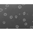 3D human renal proximal tubular epithelial spheroids at day 1 post thawing