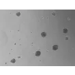 Ready-to-use 3D HTMC Spheroids at Day 7 Post Thawing