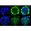 Immunostaining analysis of SP3D-HTMCS with the TM cell marker Myocilin (MYOC), and the ECM marker Fibronectin (FN)
