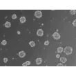 At 24 h post thawing - Osteoblast and endothelial cells co-culture spheroids.
