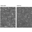 Cell proliferation analysis studies demonstrate bFGF plus exhibits superior activity compared to native bFGF. HUVEC cell were supplement with 2 ng/mL native (left) and bFGFplus (right) for 5 days. 