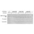 Representative gel picture of TEV protease activity test. A 20 µg of target MBP-TEV-protein was incubated with TEV protease in a buffer containing 50 mM Tris-HCl (pH 8.0), 150 mM NaCl, 50 mM imidazole and 10 mM 2-Mercaptoethanol at 30 ℃.
