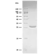 Recombinant yeast SUMO Protease fragment (4 ug) resolved on a 16% SDS-PAGE gel under reducing conditions and stained with Coomassie Brilliant Blue G-250
