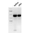 Removal of Primer-Dimers. Primer-dimers present in PCR reactions are effectively removed during the purification process with SpeeDNA PCR Purification Kit (see above).
